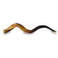 Shofars